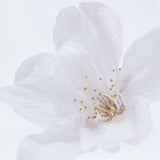 Sola Cube - Someiyoshino / Sakura / Cherry Blossom