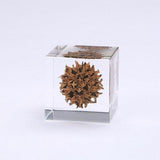 Sola Cube - American Sweetgum (Loyalty)