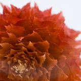 Sola Cube - Globe Amaranth (Love)