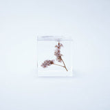 Sola Cube - Sea Lavender (Forever Charming)