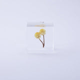 Sola Cube - Immortelle (Everlasting Sun)