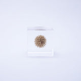 Sola Cube - Globe Thistle (Secret)
