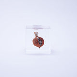 Sola Cube - Shell Ginger (Careless Caring)