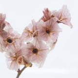 Sola Cube - Sea Lavender (Forever Charming)