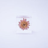 Sola Cube - Strawflower (Reliability)