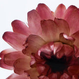 Sola Cube - Strawflower (Reliability)