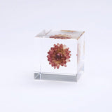 Sola Cube - Strawflower (Reliability)