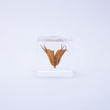 Sola Cube - Yellow Fennel Flower (Sweet Temptation)