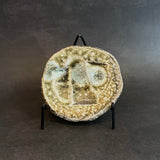 Shigaraki Plates - Elevated