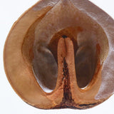 Sola Cube - Japanese Walnut (Harmony)