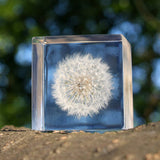 Sola Cube - Dandelion (Live with the Wind)