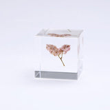 Sola Cube - Sea Lavender (Forever Charming)