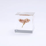 Sola Cube - Sea Lavender (Forever Charming)