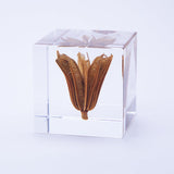 Sola Cube - Yellow Fennel Flower (Sweet Temptation)