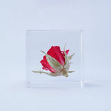 Sola Cube - Rose