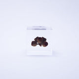 Sola Cube - Eucalyptus (Light My Fire)