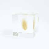 Sola Cube - Bunny Tail Grass (Strong Yet Gentle)