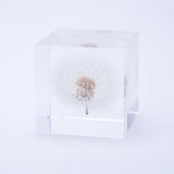 Sola Cube - Dandelion (Live with the Wind)