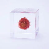 Sola Cube - Globe Amaranth (Love)