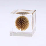 Sola Cube - Globe Thistle (Secret)