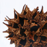Sola Cube - American Sweetgum (Loyalty)