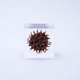 Sola Cube - American Sweetgum (Loyalty)