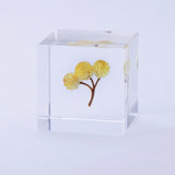 Sola Cube - Immortelle (Everlasting Sun)