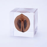 Sola Cube - Japanese Walnut (Harmony)