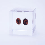 Sola Cube - Kaimame (The Power Within)