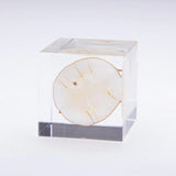 Sola Cube - Lunaria annua (Wishing Upon the Moon)