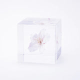 Sola Cube - Someiyoshino / Sakura / Cherry Blossom