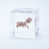 Sola Cube - Sea Lavender (Forever Charming)
