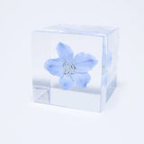 Sola Cube - Siberian Larkspur