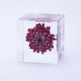 Sola Cube - Strawflower (Reliability)