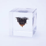 Sola Cube - Velvet Leaf (Powerful life)