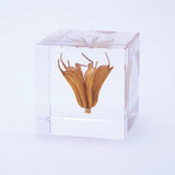 Sola Cube - Yellow Fennel Flower (Sweet Temptation)