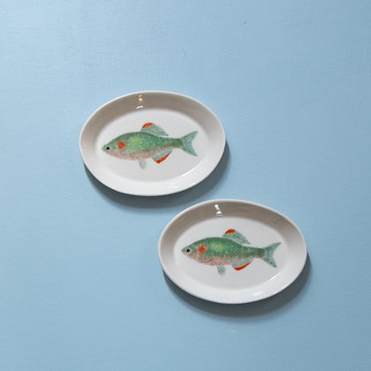 "Slender Bitterling" Plates - XS - "Fishes of Japan"
