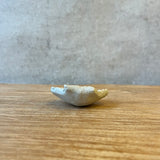 Condiment / Jewellery Dishes - Shell-Shaped