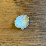 Condiment / Jewellery Dishes - Shell-Shaped