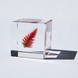 Sola Cube - Quail Grass (Fire Of Blessings)
