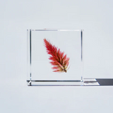 Sola Cube - Quail Grass (Fire Of Blessings)