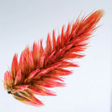 Sola Cube - Quail Grass (Fire Of Blessings)
