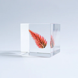 Sola Cube - Quail Grass (Fire Of Blessings)