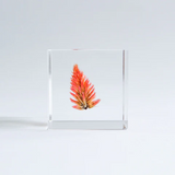 Sola Cube - Quail Grass (Fire Of Blessings)