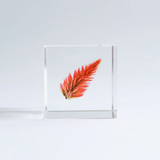 Sola Cube - Quail Grass (Fire Of Blessings)
