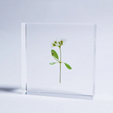 Sola Tile - Euphorbia sp.