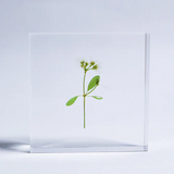 Sola Tile - Euphorbia sp.
