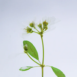 Sola Tile - Euphorbia sp.