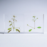 Sola Tile - Euphorbia sp.