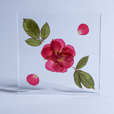 Sola Tile - Rose - Large